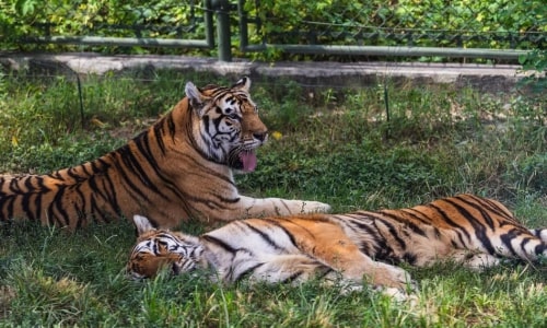 African Savanna Safari Zone-shanghai African Savanna Safari Zone-shanghai